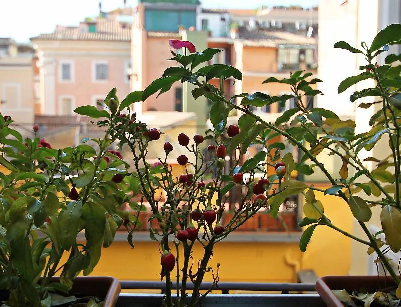 Magenta Pantheon Navona Bed & Breakfast Rome